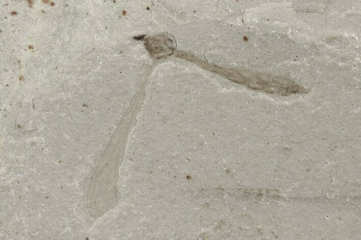 Fossil Crane Fly (Pronophlebia) - Green River Formation #97426
